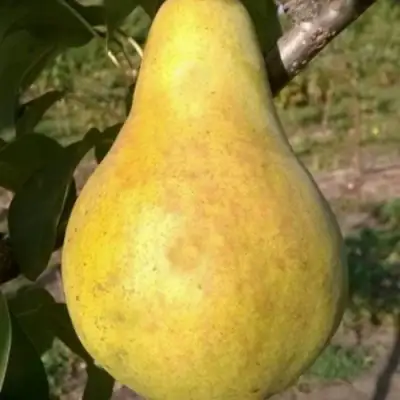 Груша КОНКОРД в Мозыре