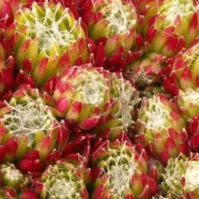 Молодило ХУКЕРА в Мозыре