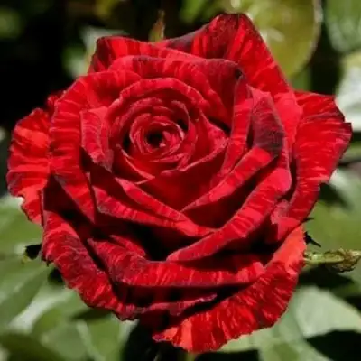 Роза РЕД ИНТУИШН чайно-гибридная в Мозыре