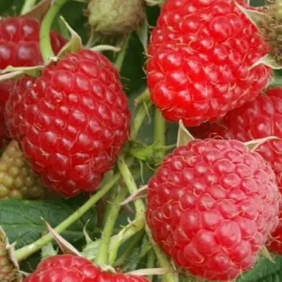 Малина КОЛОКОЛЬЧИК в Мозыре