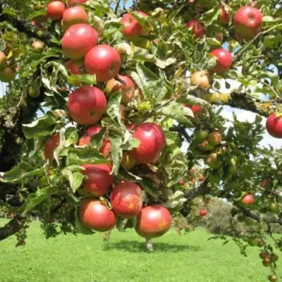 Яблоня ОРЛИК в Мозыре