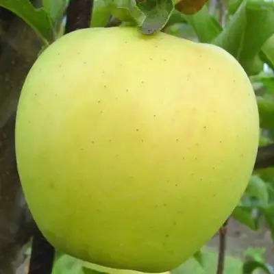 Яблоня ГОЛДЕН ДЕЛИШЕС в Мозыре