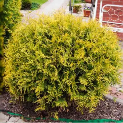 Туя КОЛЛЕРС ГОЛД складчатая в Мозыре