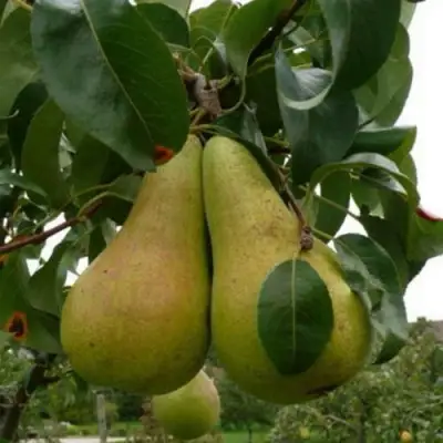 Груша КОНКОРД в Мозыре