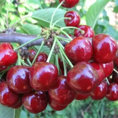 Вишня ДЕСЕРТНАЯ МОРОЗОВОЙ в Мозыре