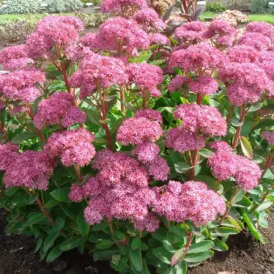 Очиток (седум) КАРЛ видный в Мозыре