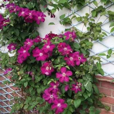 Клематис ЭРНЕСТ МАРКХАМ в Мозыре