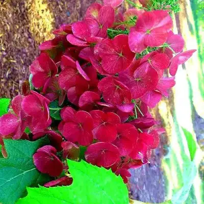 Гортензия АМЕТИСТ дуболистная в Мозыре