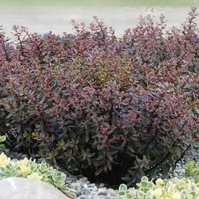 Очиток (седум) САНСПАРКЛЕР ДЖЕЙД ТАФФЕТ в Мозыре