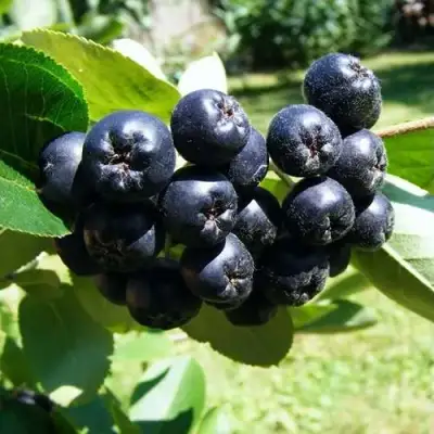 Рябина НЕРО черноплодная в Мозыре