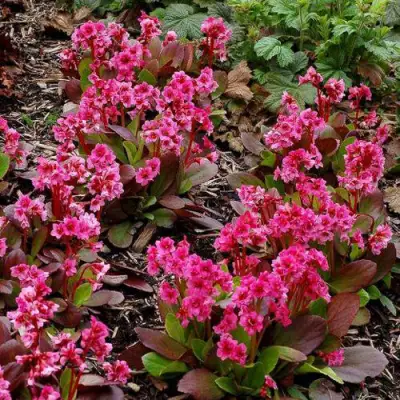 Бадан ФЛИРТ в Мозыре