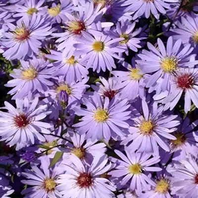 Астра БЛЮ ХЕВЕН сердцелистная в Мозыре