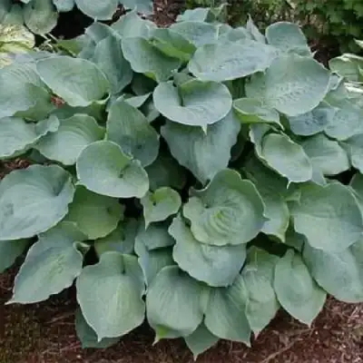 Хоста МУНЛАЙТ СОНАТА гибридная в Мозыре