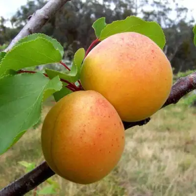 Абрикос ОРЛОВЧАНИН  в Мозыре