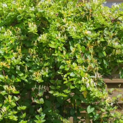 Жимолость ХАЛЛИАНА японская (Хелиана) в Мозыре