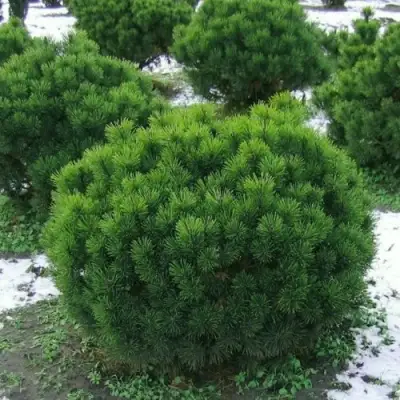 Сосна горная МУГУС в Мозыре