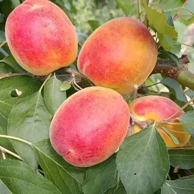 Абрикос ОСОБЕННЫЙ ДЕНИСЮКА в Мозыре