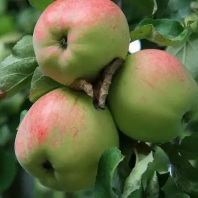 Яблоня УТРО в Мозыре