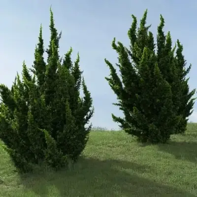 Можжевельник КАЙЗУКА китайский в Мозыре
