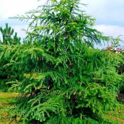 Лиственница европейская в Мозыре