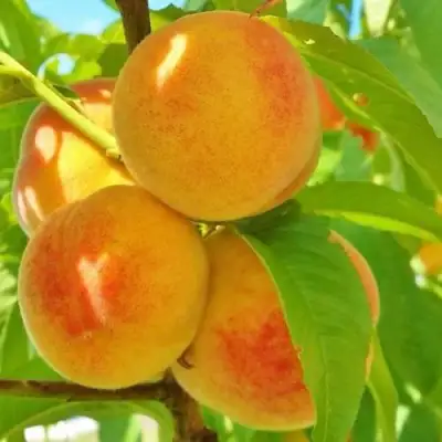 Персик ВЕТЕРАН в Мозыре