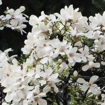 Магнолия КОБУС в Мозыре