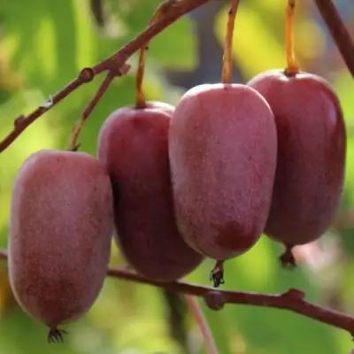 Актинидия ПУРПУРНО САДОВАЯ  аргута в Мозыре