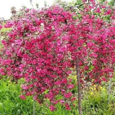 Яблоня КИНГ БЬЮТИ декоративная в Мозыре