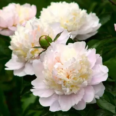 Пион ШИРЛИ ТЕМПЛ травянистый в Мозыре