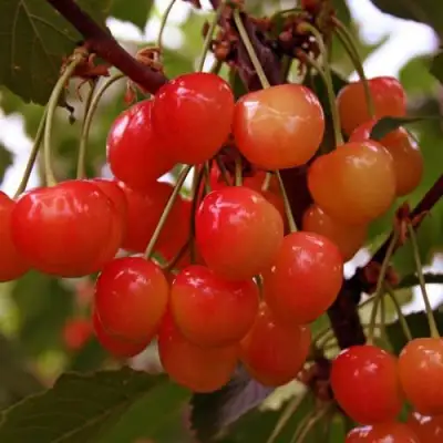 Черешня ФАТЕЖ в Мозыре