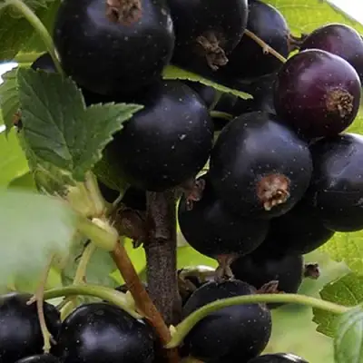 Смородина чёрная НЕСТЕР КОЗИН в Мозыре