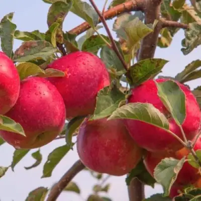 Яблоня РОЖДЕСТВЕНСКОЕ в Мозыре