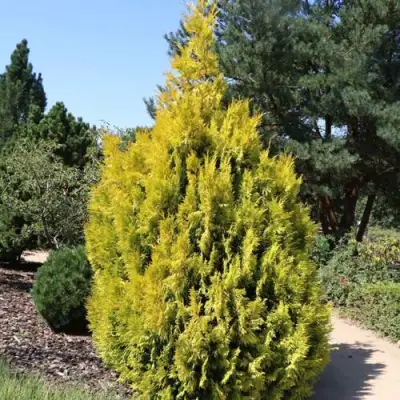 Туя СТОУНХАМ ГОЛД складчатая в Мозыре