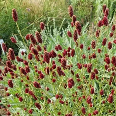 Кровохлебка БИТЛВИНГЗ в Мозыре