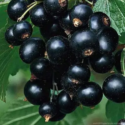 Смородина черная БЕН КОНАН в Мозыре