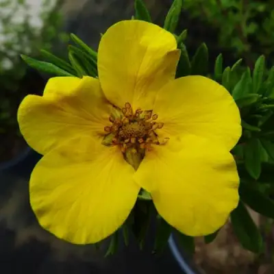 Лапчатка ГОЛДФИНГЕР кустарниковая в Мозыре