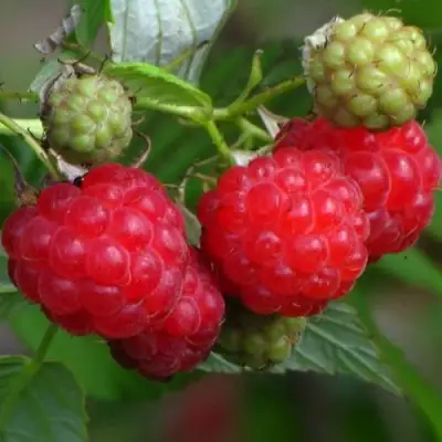 Малина СОЛНЫШКО в Мозыре