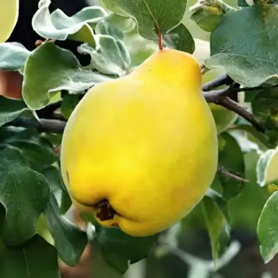 Айва МИР в Мозыре