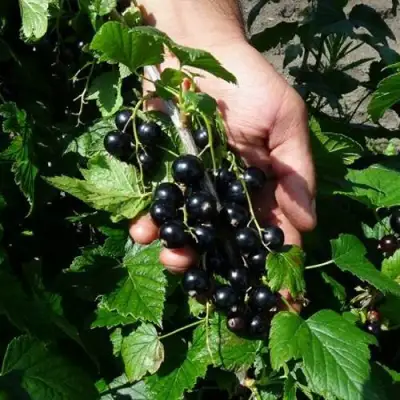 Смородина чёрная СЕЛЕЧЕНСКАЯ в Мозыре