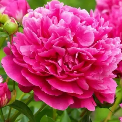 Пион НОЧНЫЕ ГРЕЗЫ древовидный в Мозыре