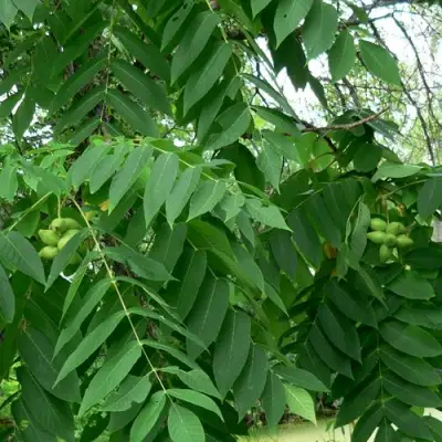 Орех МАНЬЧЖУРСКИЙ в Мозыре