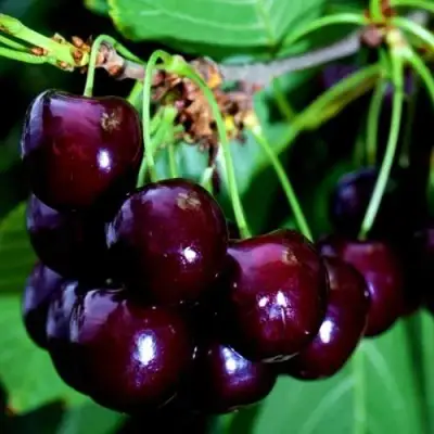 Дюк НОЧКА в Мозыре