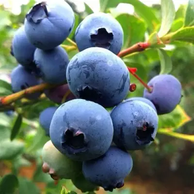 Голубика ДЮК в Мозыре