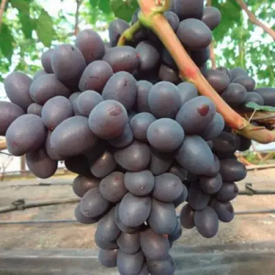 Виноград ПОДАРОК НЕСВЯТАЯ в Мозыре