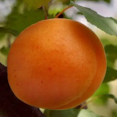 Абрикос ОЛИМП в Мозыре