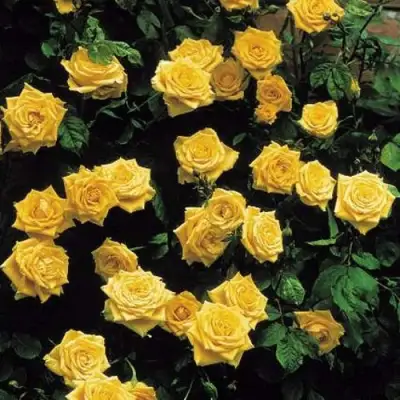 Роза ЛАНДОРА чайно-гибридная в Мозыре