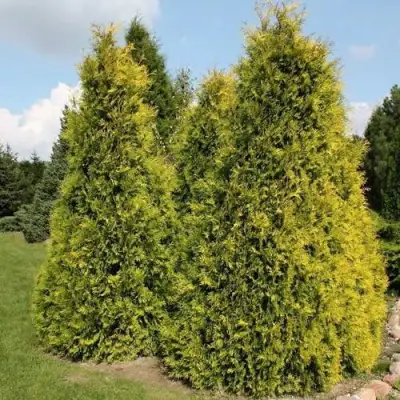 Туя АУРЕОСПИКАТА западная в Мозыре