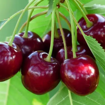 Дюк ЖИВИЦА (ЧЕРЕВИШНЯ) в Мозыре