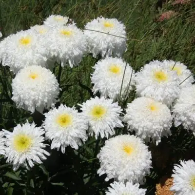 Нивяник ФИОНА ГОГХИЛЛ великолепный в Мозыре