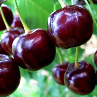 Дюк ЧУДО-ВИШНЯ в Мозыре